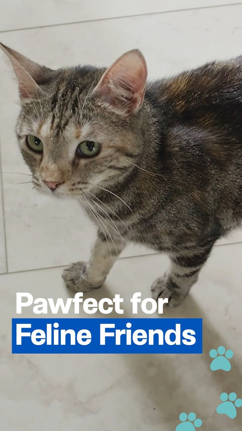 Choosing pet friendly flooring