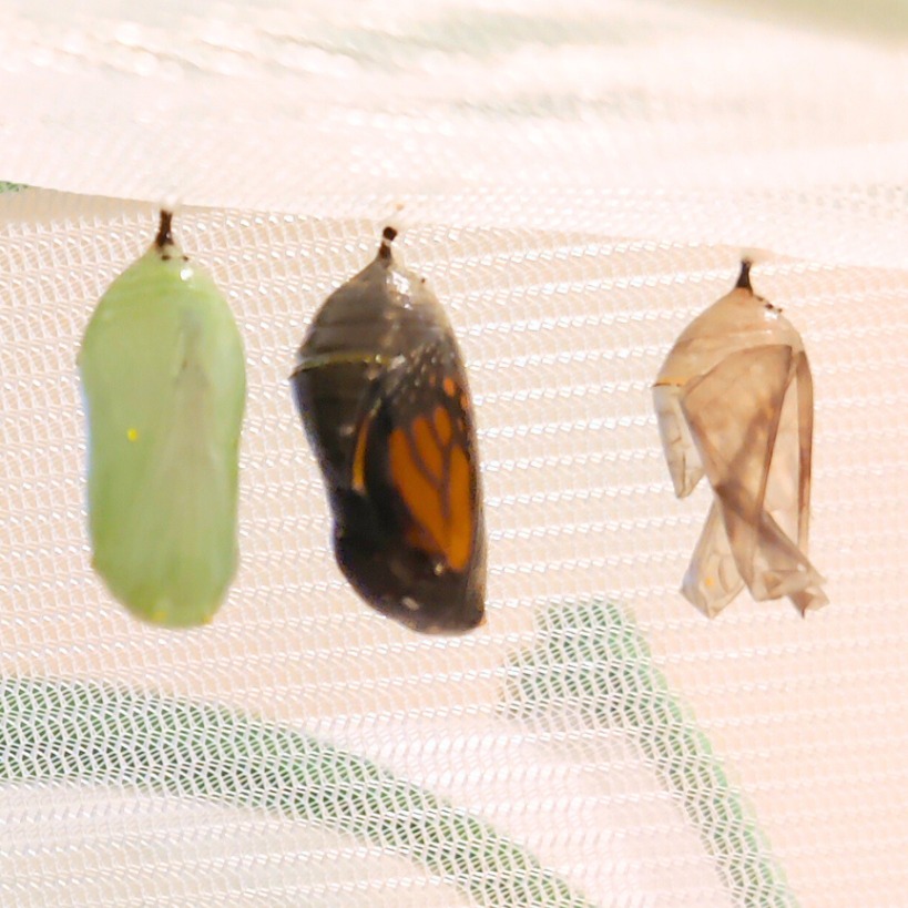 Monarch Moments (Blog)