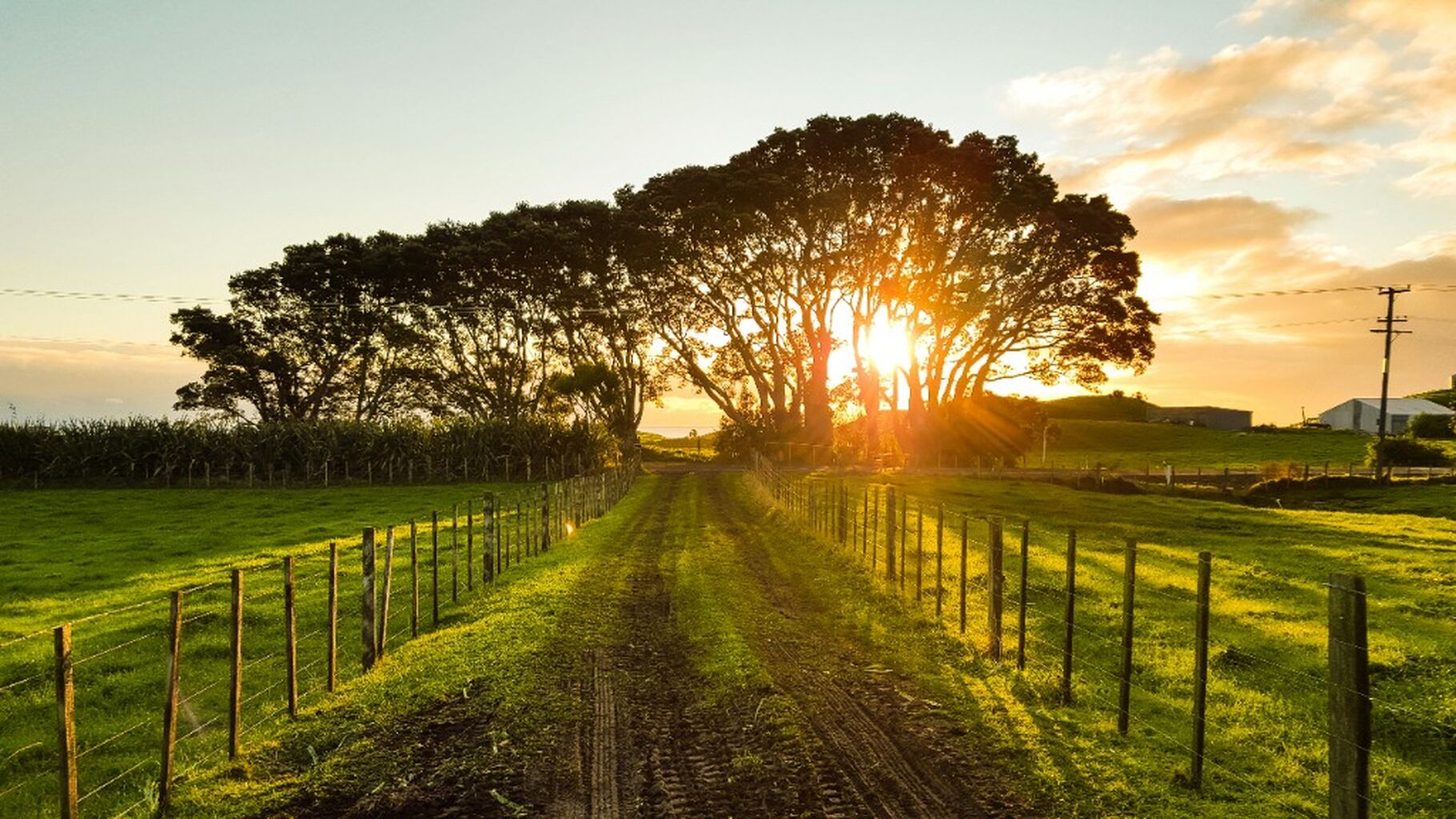 Agroforestry