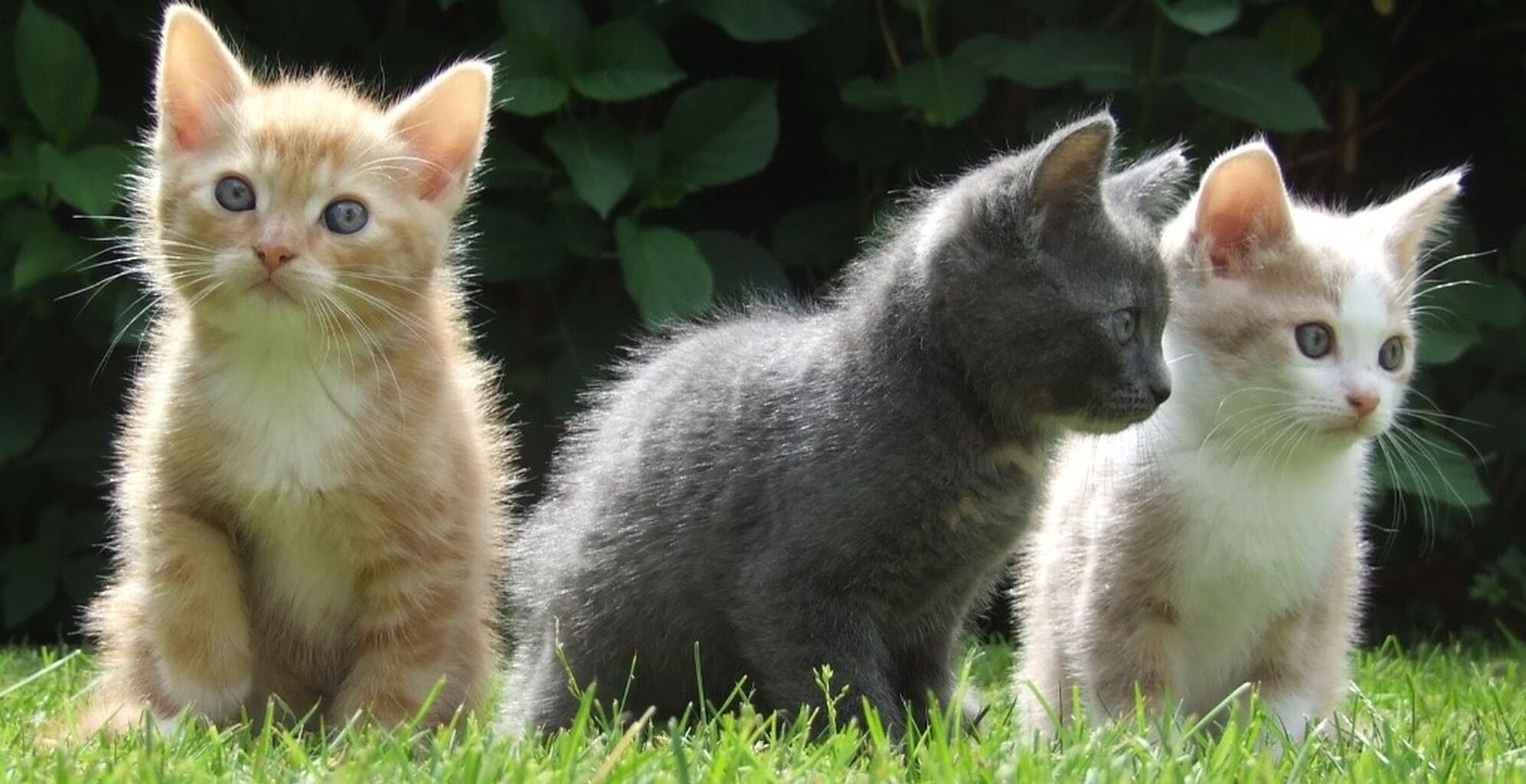 Pet business permits