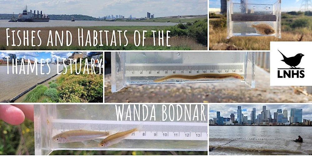 Watch on Demand: Fishes and Habitats of the Thames Estuary by Wanda Bodnar