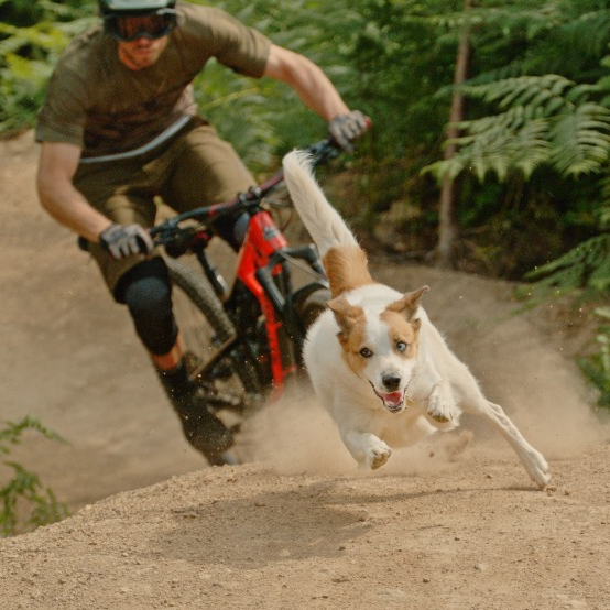 A Dog's Tale