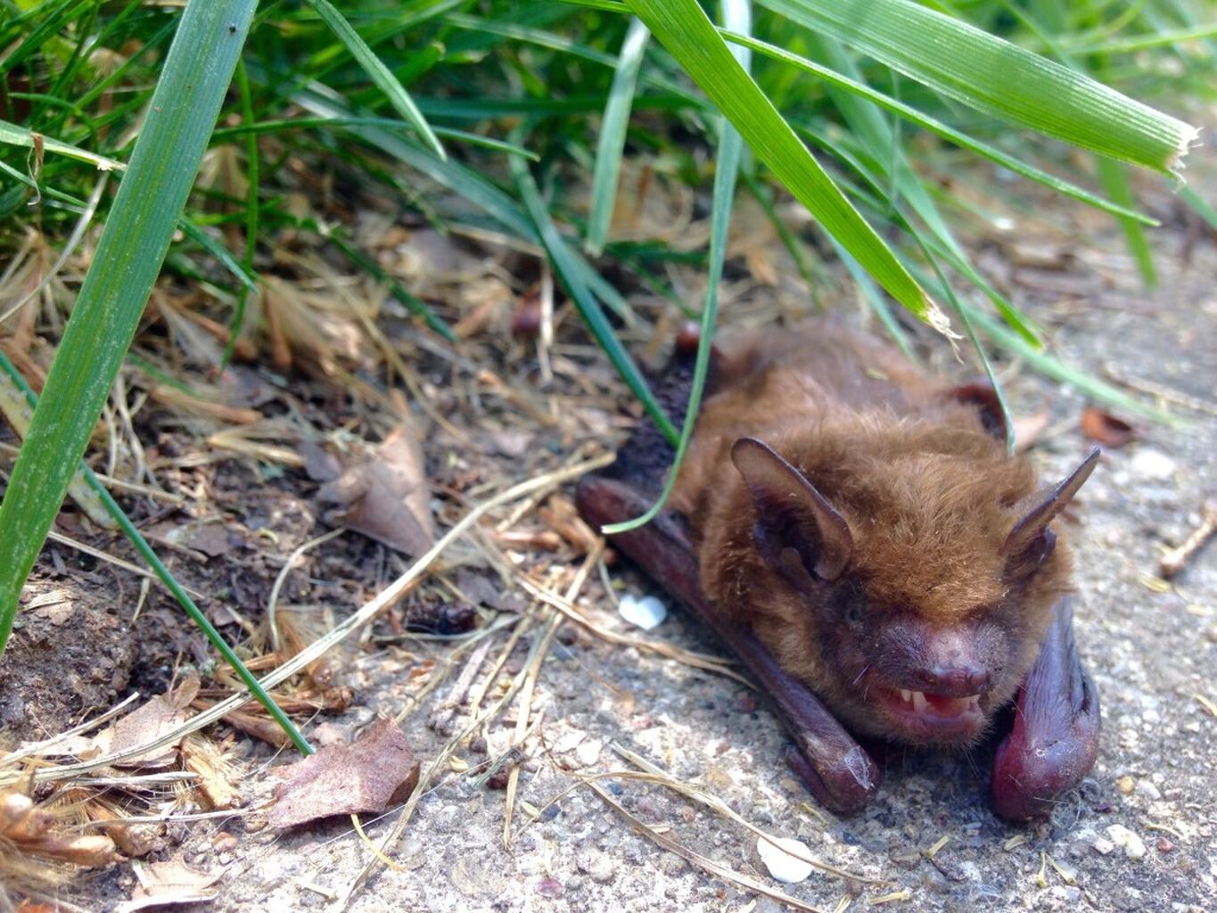Rabid bat found in Renton &ndash; PUBLIC HEALTH INSIDER