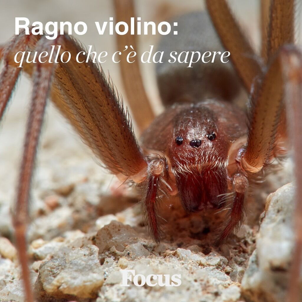 Ragno violino: quello che c&rsquo;&egrave; da sapere