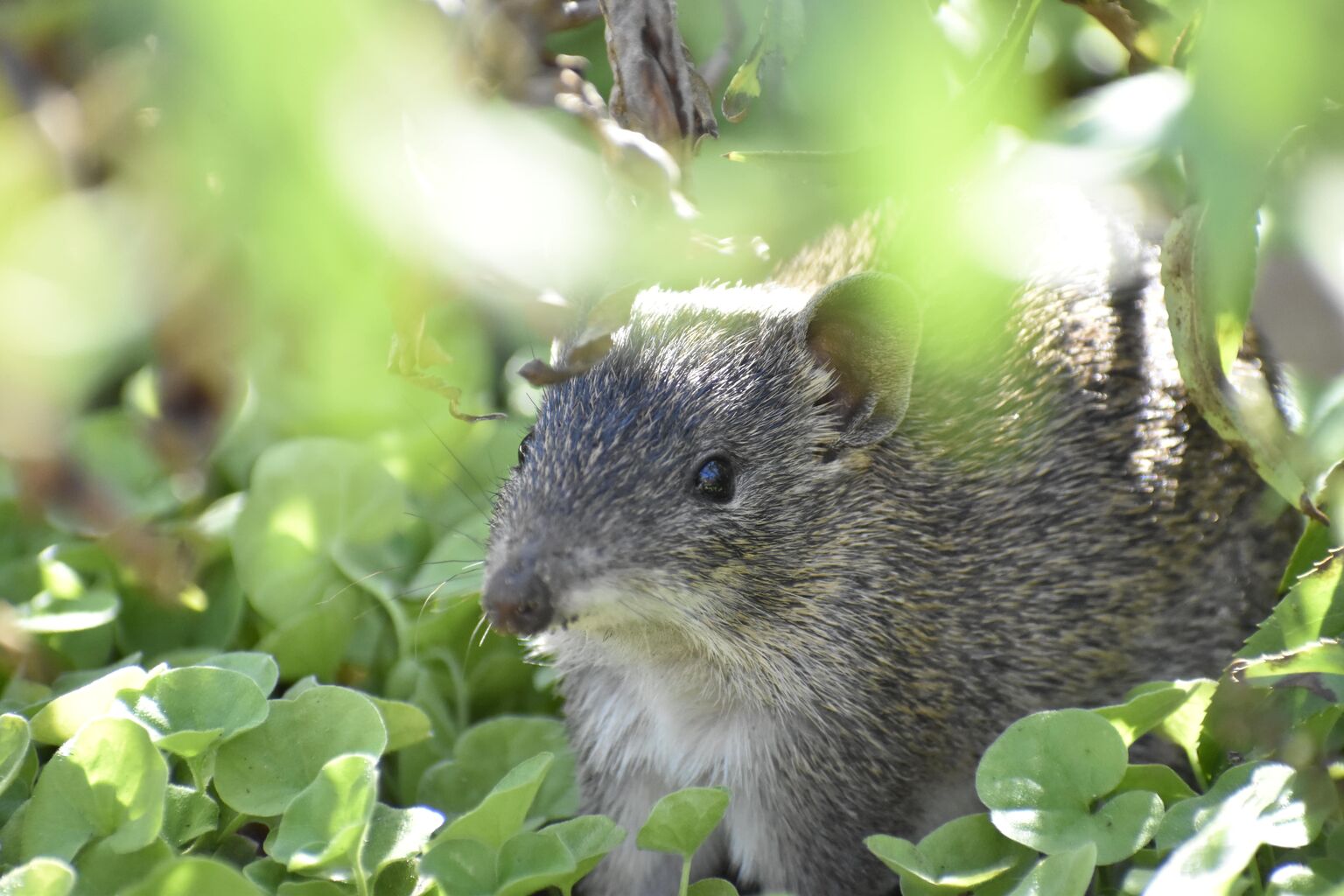 🐾 Walk: Gardens for Wildlife & Bandicoots