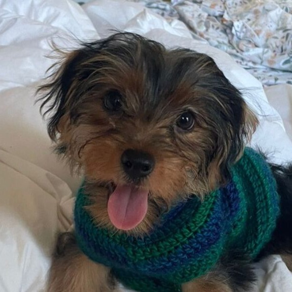 DOG ADOPTION APPLICATION