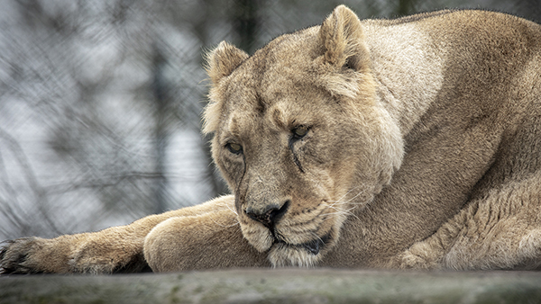Sign our petition calling for a Roar-Free UK