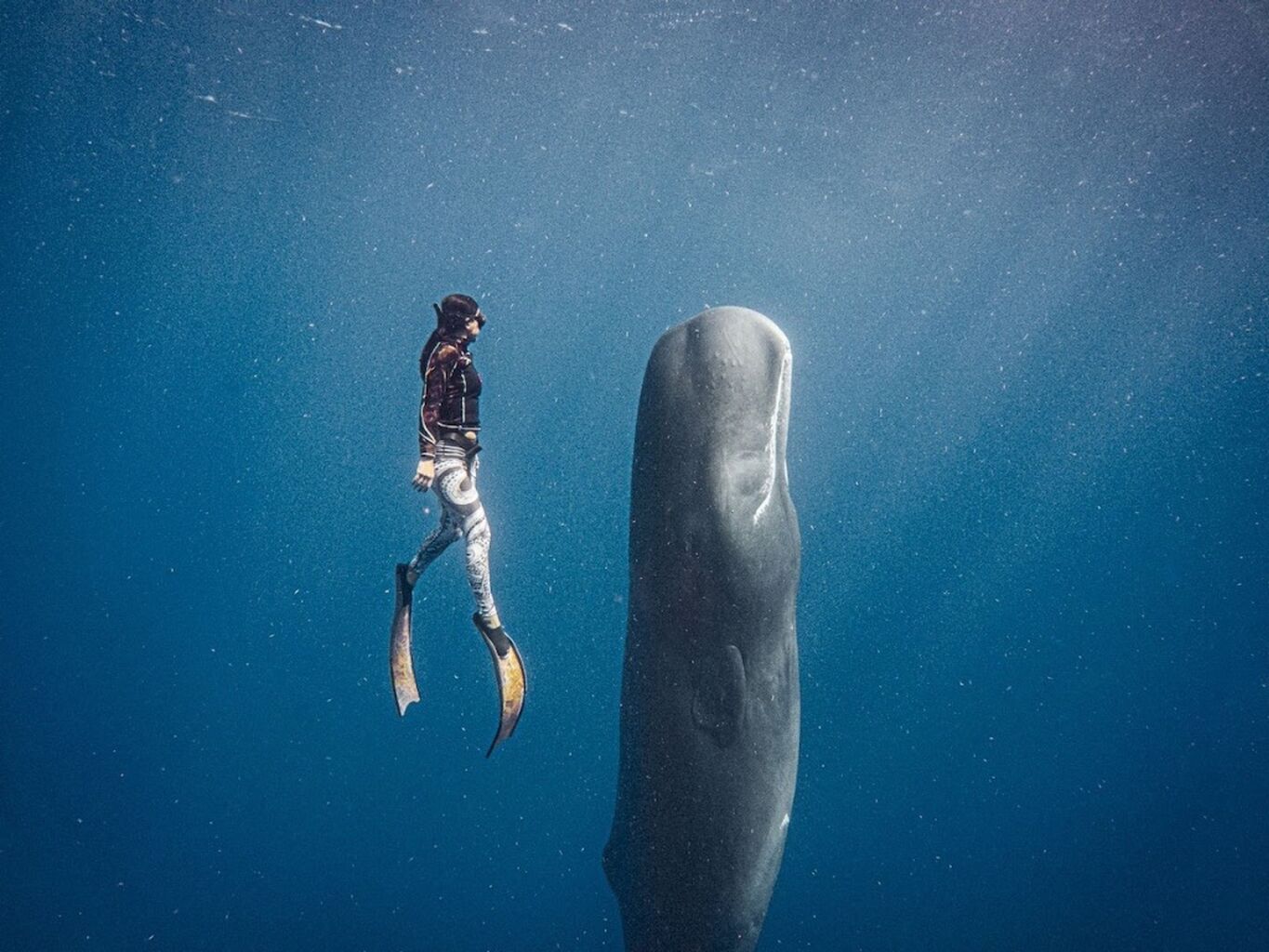 Swim with the Whales & Marine Safari &ndash; Secret Bay