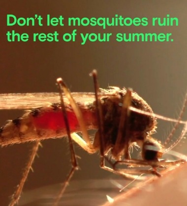 How Mosquitoes Spread Disease