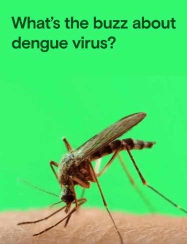 Mosquitoes & Dengue