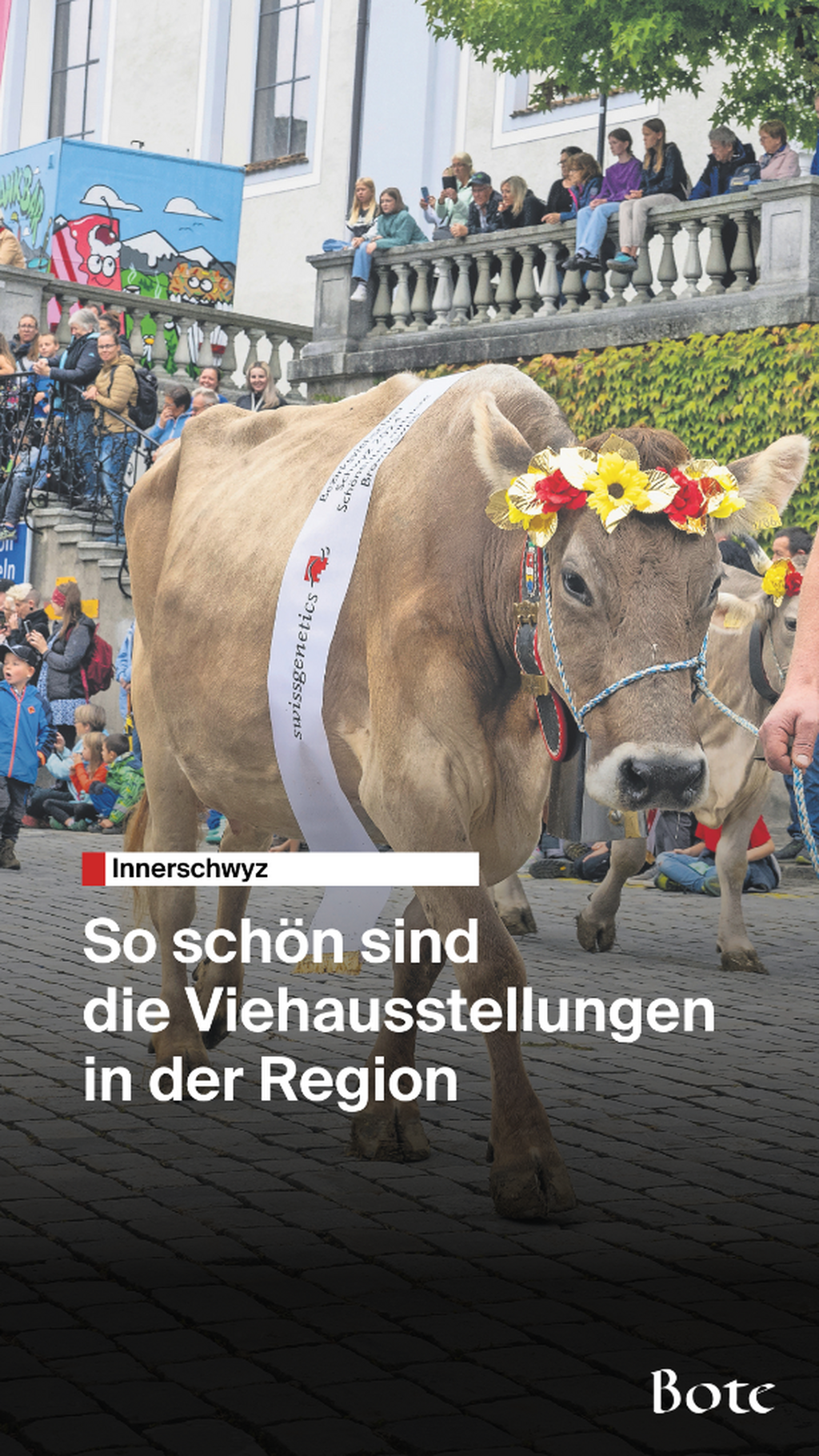 Viehausstellung in der Region