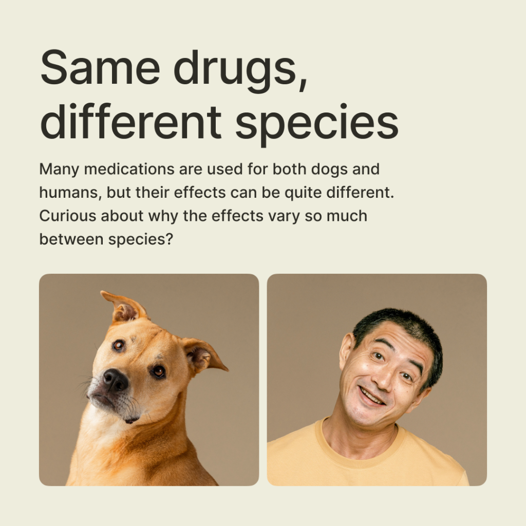 Drug effects in humans vs dogs