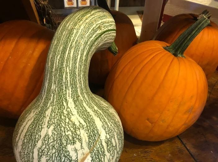 23 festive fall activities in the Chicago area, from apple orchards to petting zoos