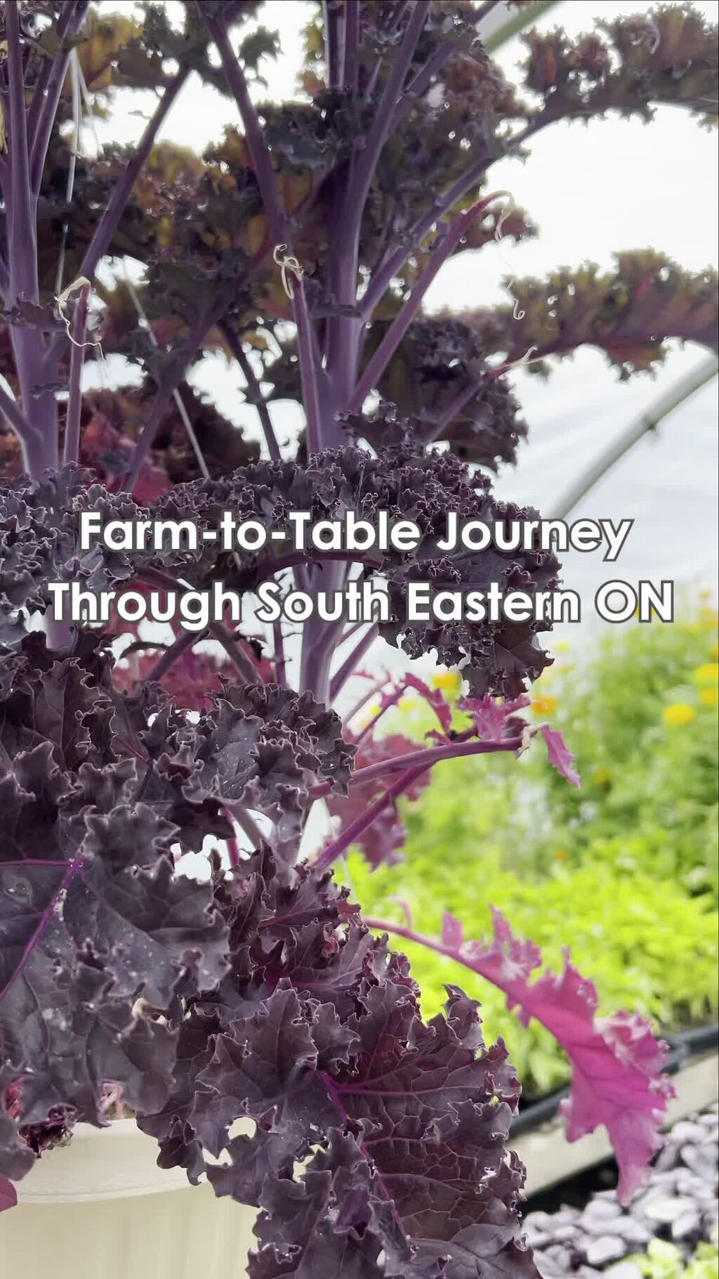 a-farm-to-table-journey-through-south-eastern-ontario/