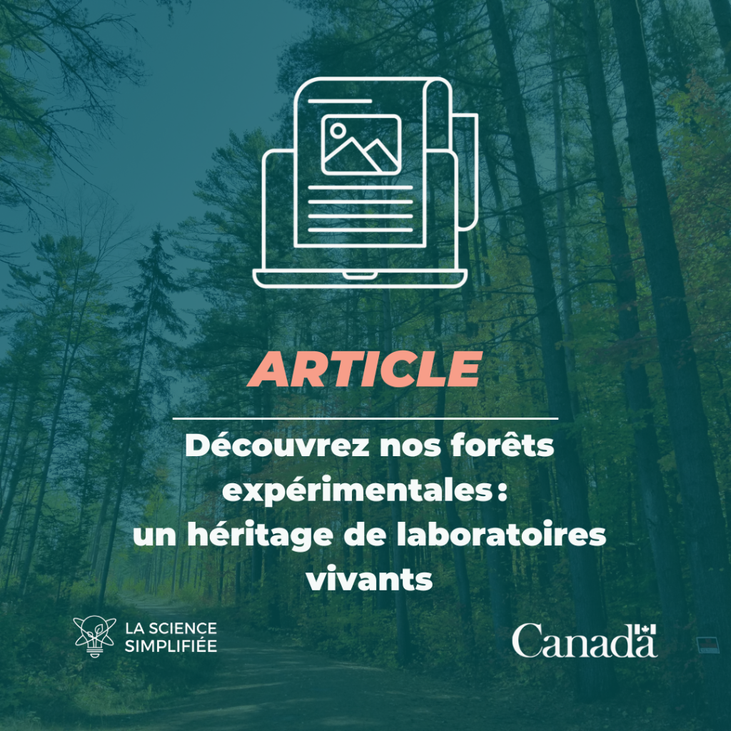 D&eacute;couvrez nos for&ecirc;ts exp&eacute;rimentales : un h&eacute;ritage de laboratoires vivants 