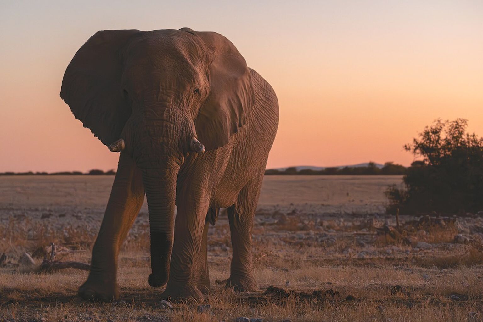 Exposition "WILD NAMIBIA"