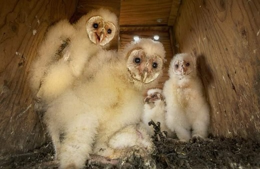 2024 Barn Owl Maintenance Reminder