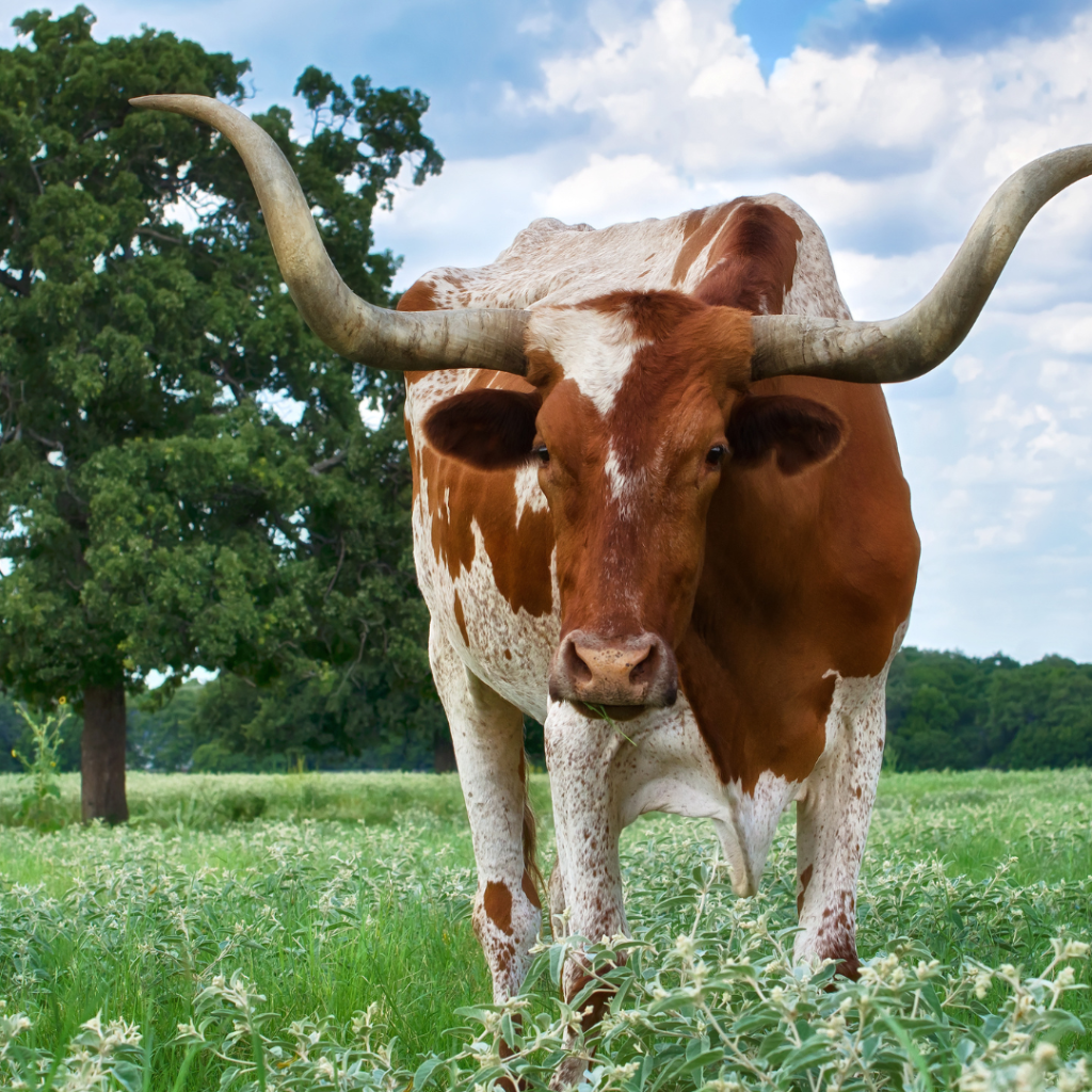🌟 Get fixed up with online installment loans in Texas! 🌟
