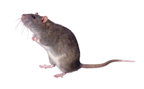 Getting rid of rats and mice - King County, Washington
