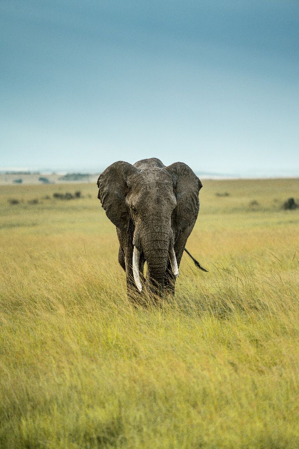 Elephant Corridors