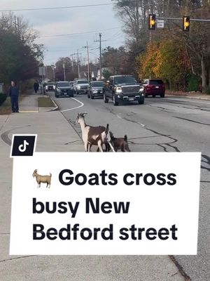 Wandering goats rescued by firefighters in New Bedford