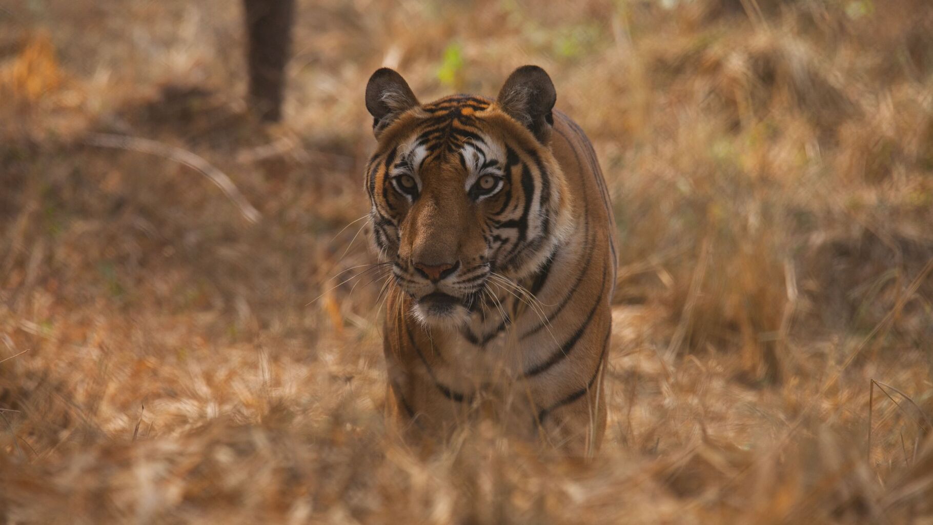 23 fun facts about tigers