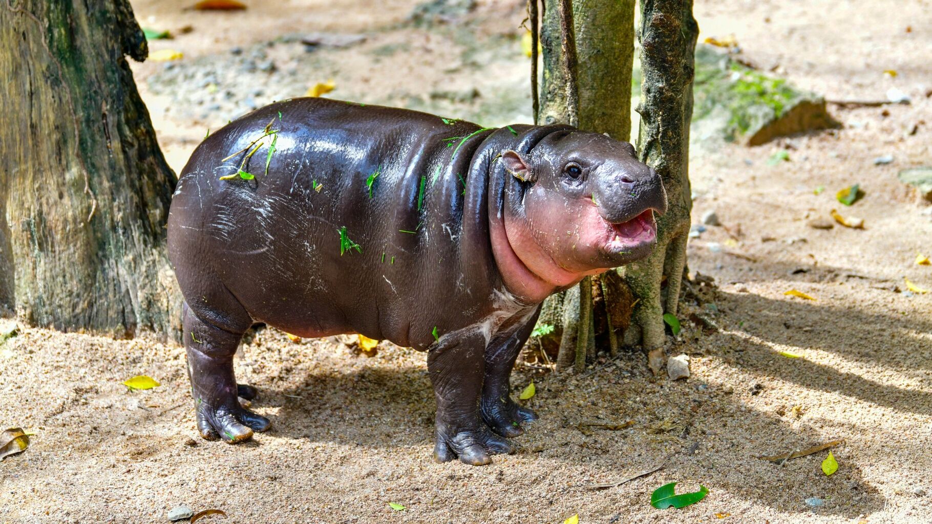 Born Free urges public not to visit Moo Deng or other &lsquo;famous&rsquo; animals in zoos