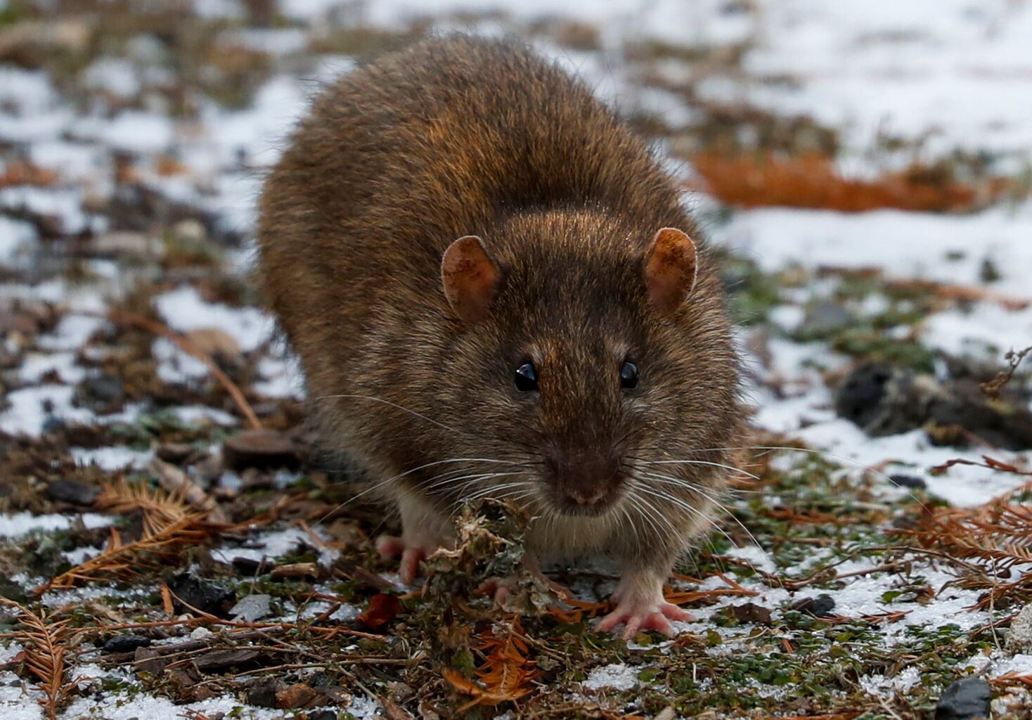 Chicago continues to dominate annual ranking of rat-infested cities