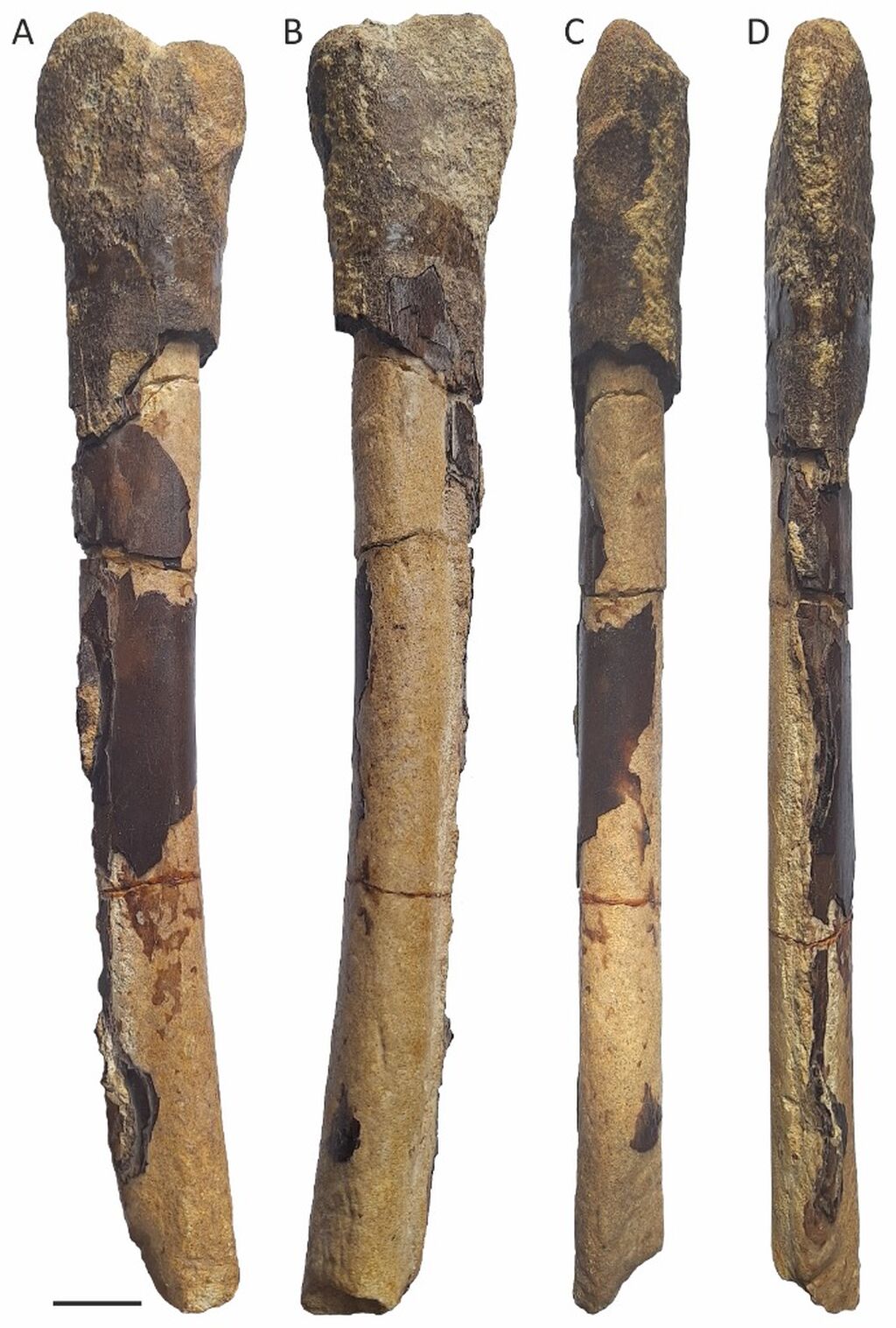 Co-author " A large pterosaur from the Middle Jurassic (lower Bajocian) of Rutland, United Kingdom "