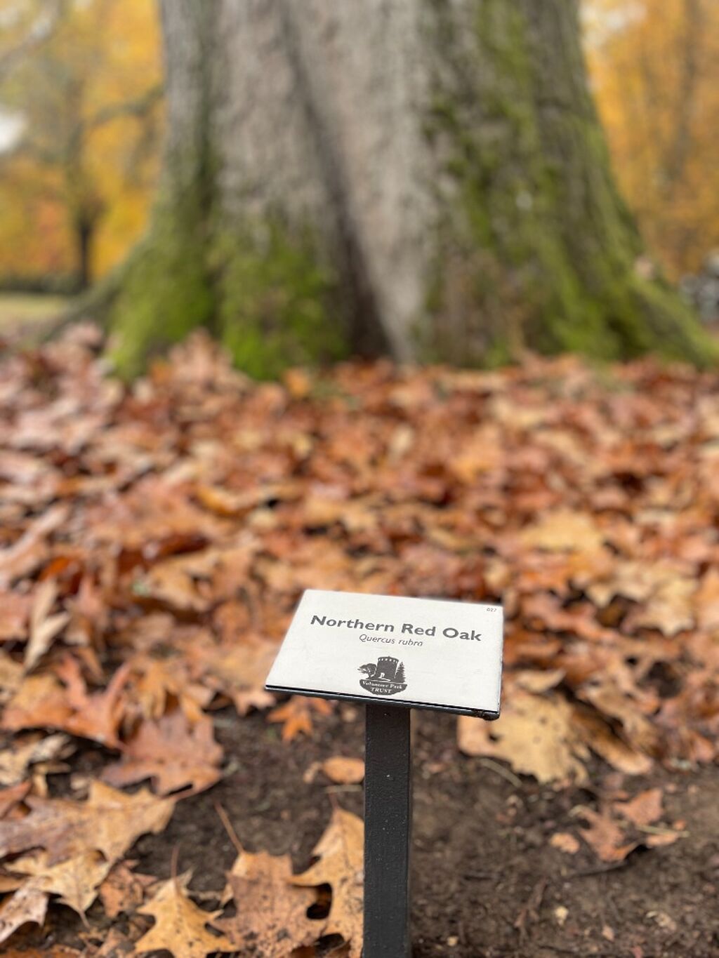 Tree Identification Plaques