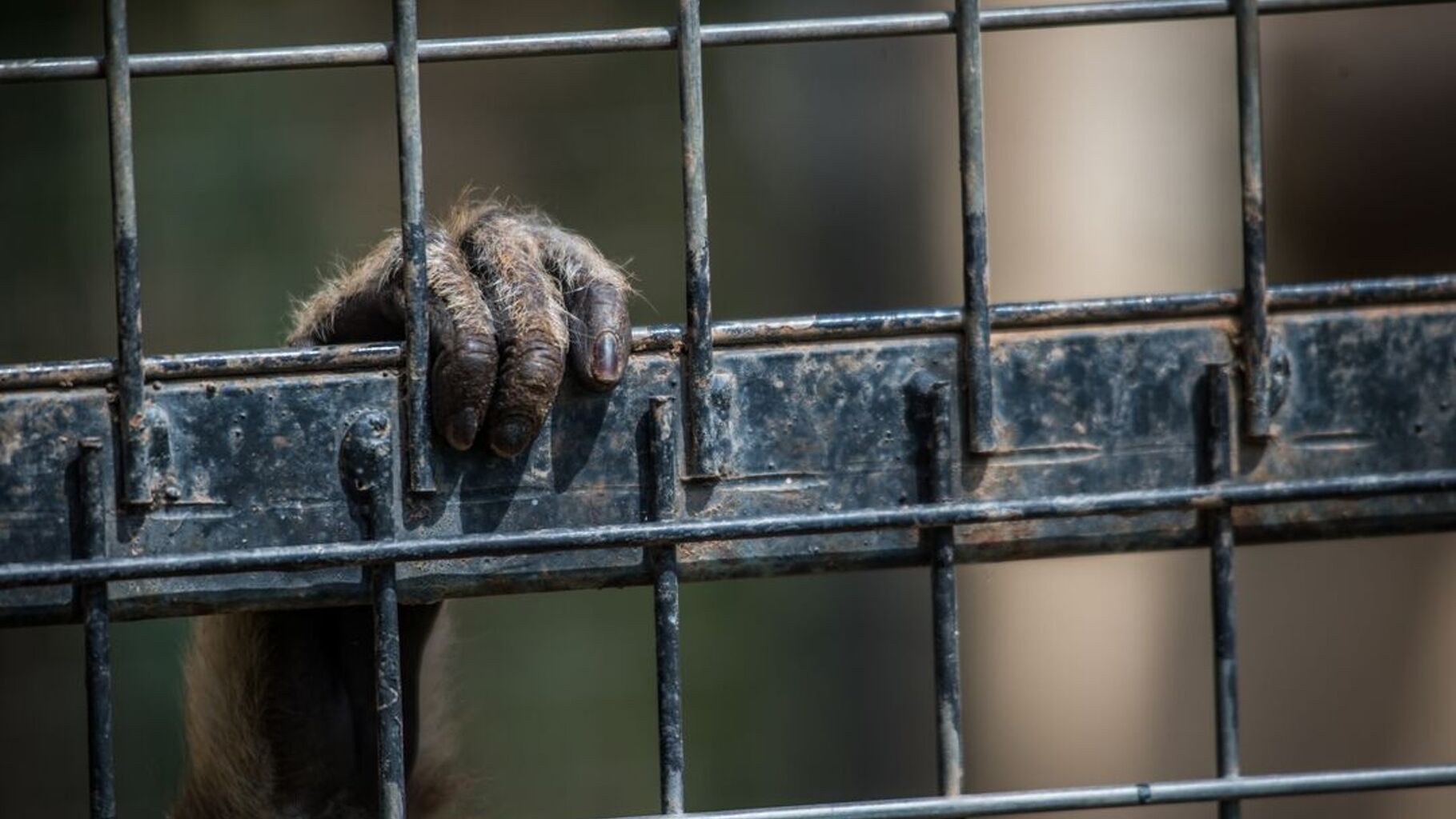 British members of monkey torture group given jail time