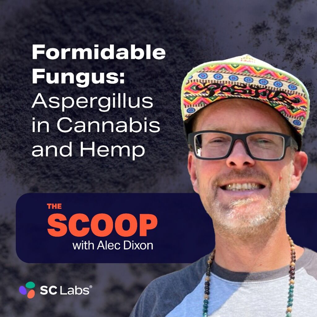 The Scoop S1 E2 | Formidable Fungus: Aspergillus in Cannabis and Hemp