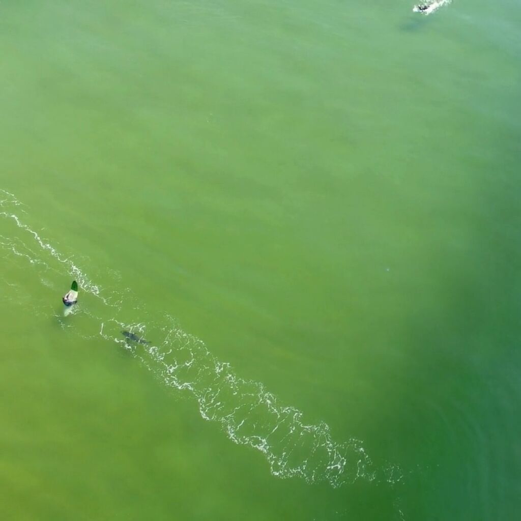 The influence of human and marine wildlife presence on white shark behaviour in nearshore areas