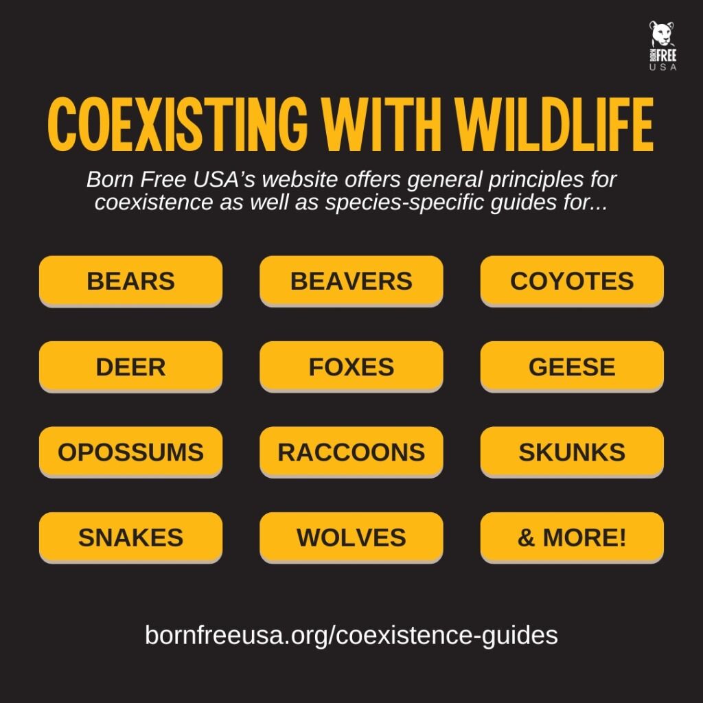 LEARN MORE: Resources for Coexisting with Wildlife | Born Free USA
