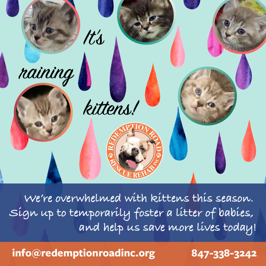 Contact us to become a kitten foster
