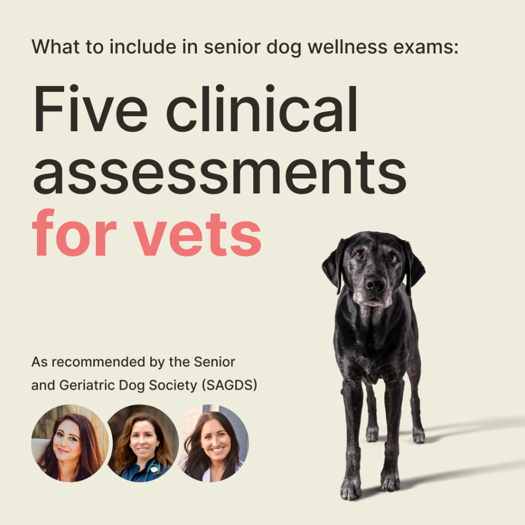Five clinical assessments for senior dogs