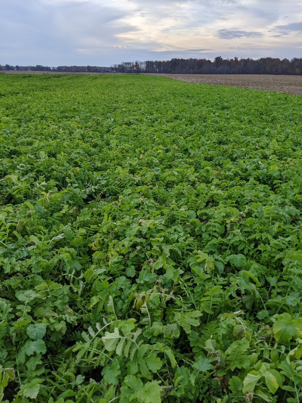 Cover crops & climate change