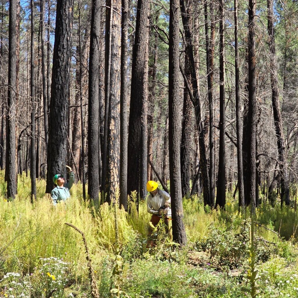 National Forest Foundation Grantees are Great!