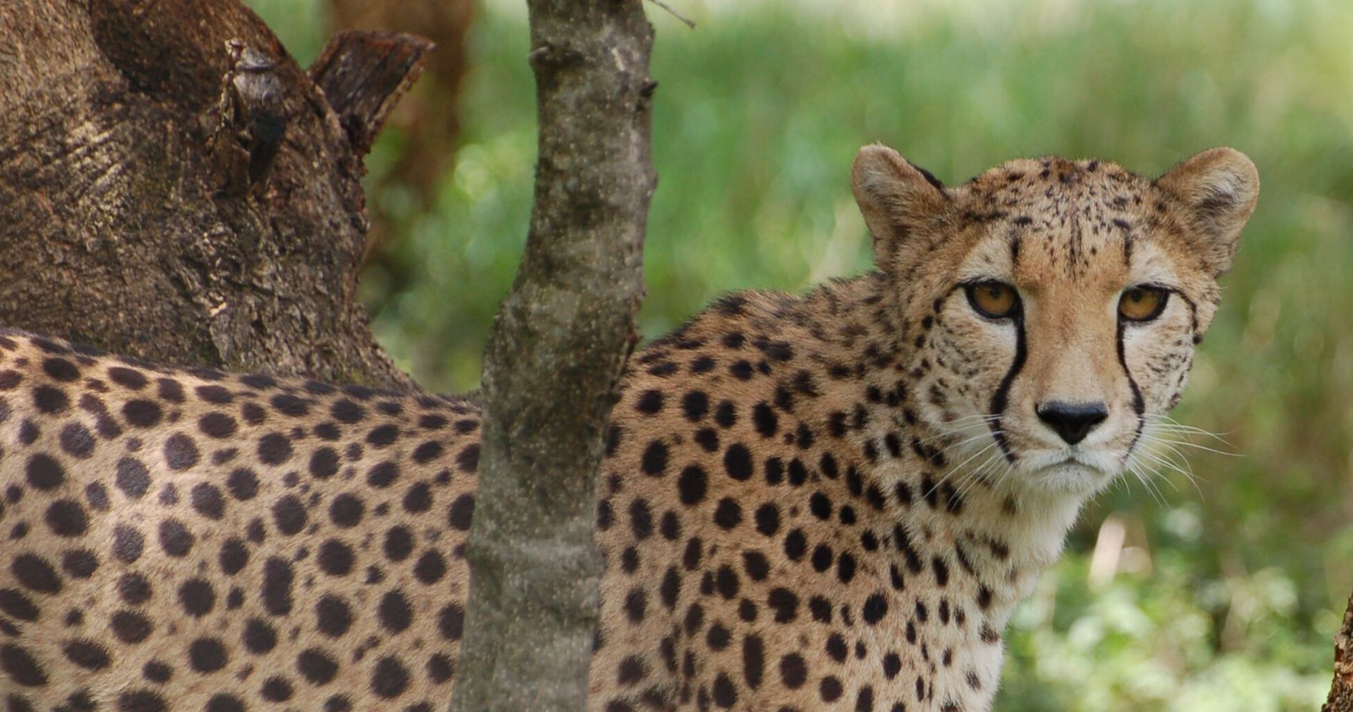 20 fun and interesting cheetah facts