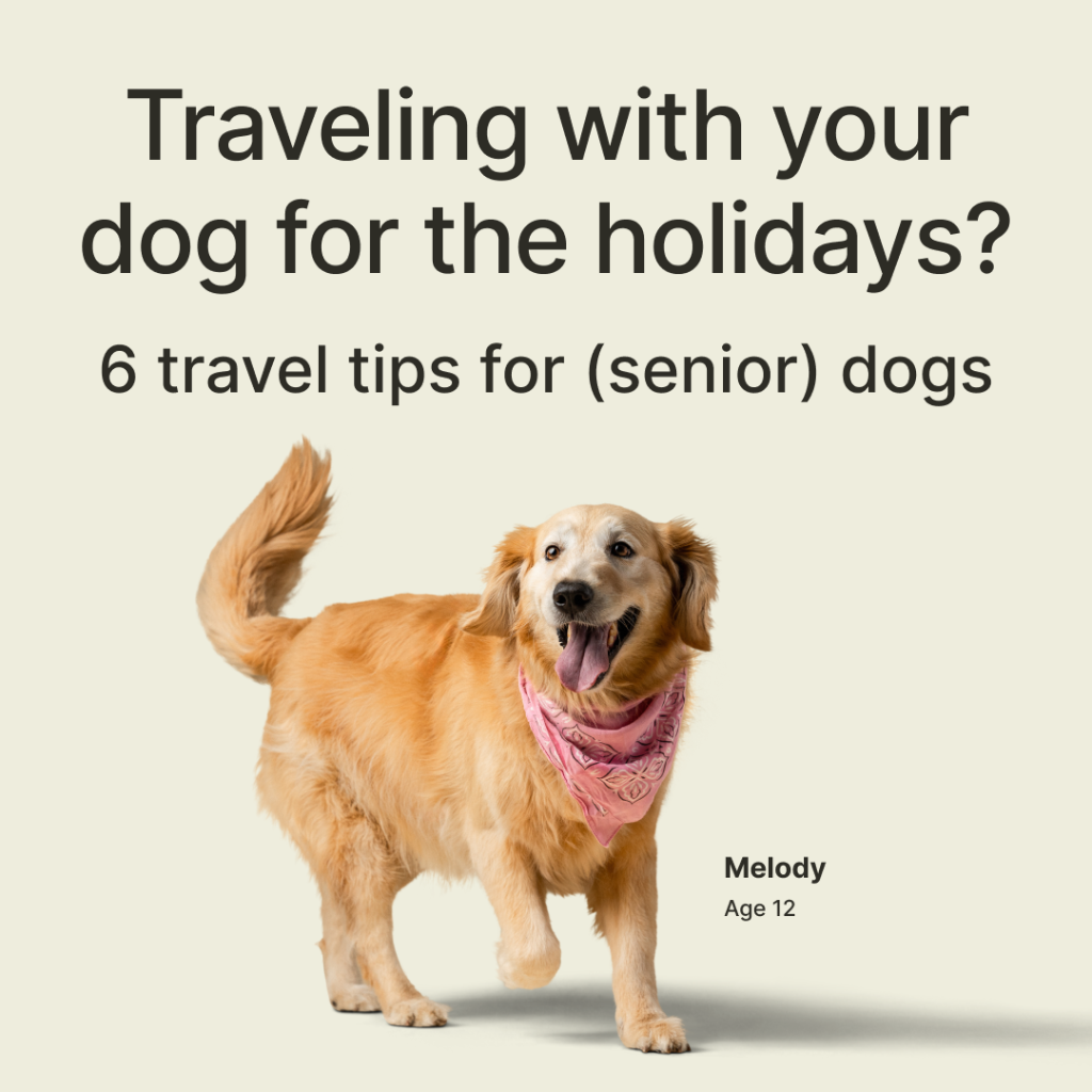 6 tips for traveling with your (senior) dog this holiday season