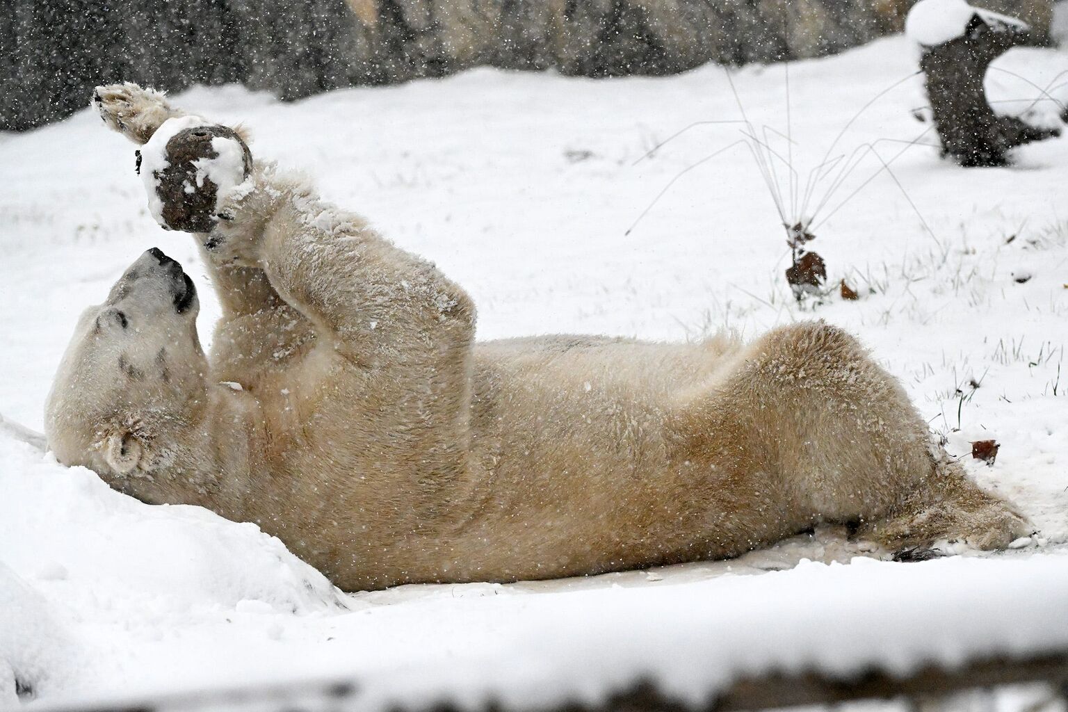 WATCH: Bears, wolves enjoy snow day at Brookfield Zoo Chicago