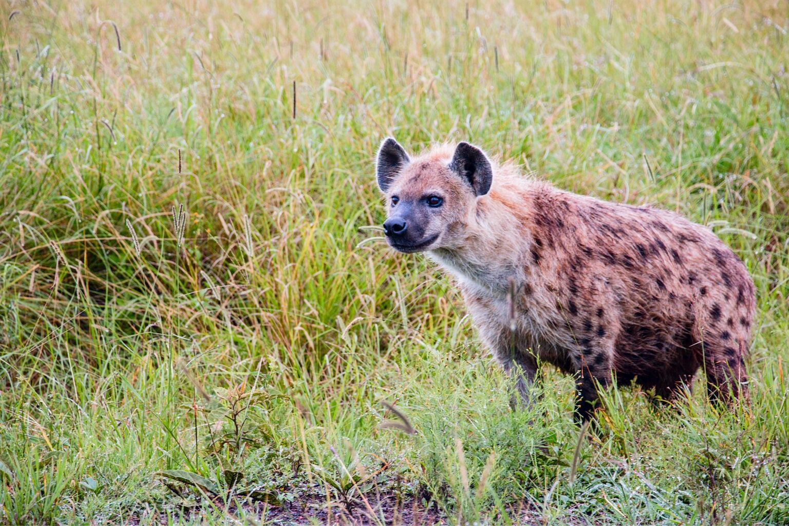 Protecting hyenas in Malawi