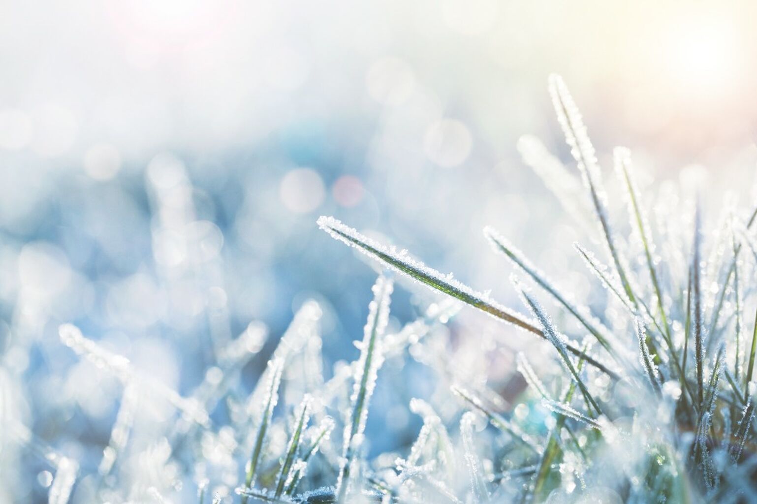 Gardening Tips: Frosty Foot Traffic