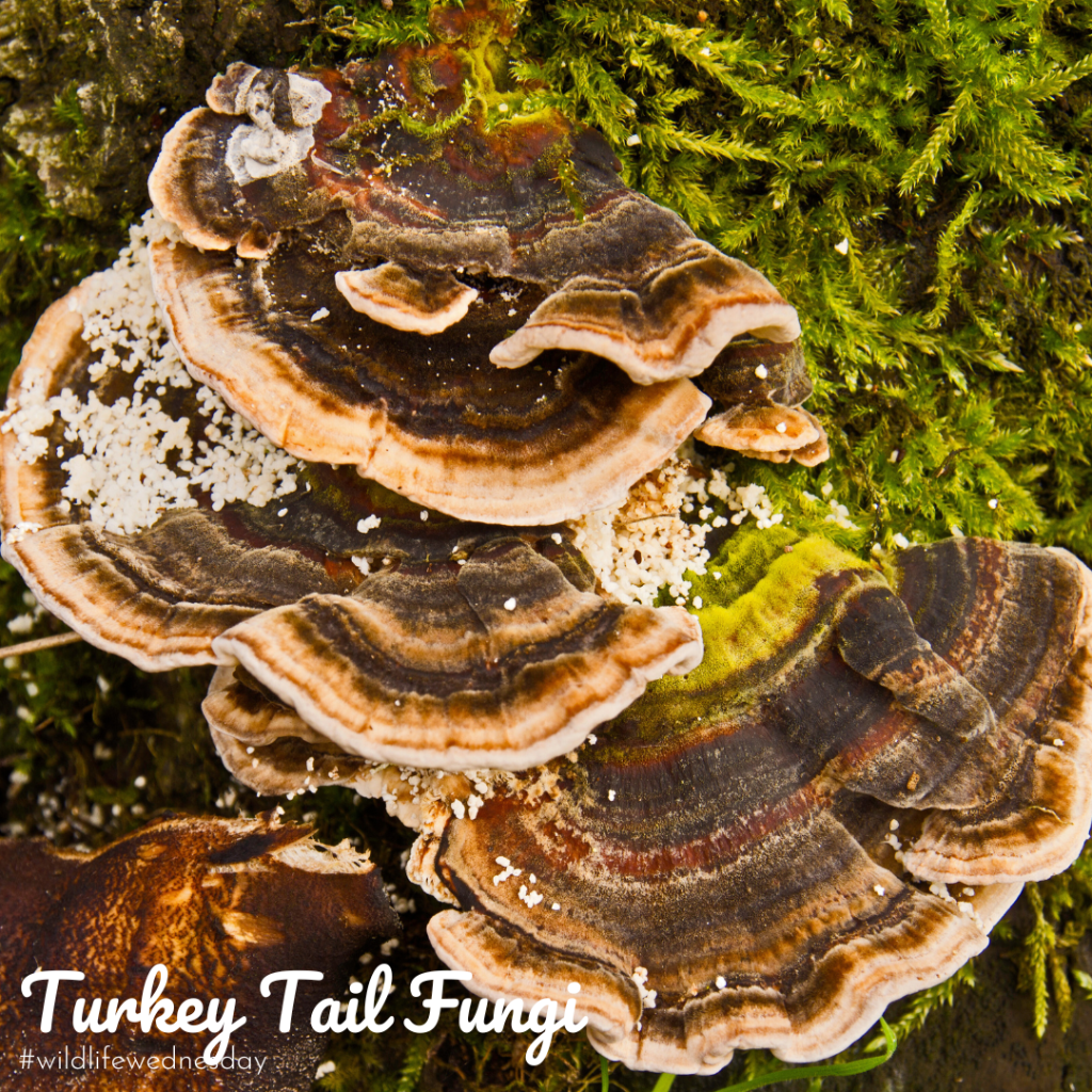 Turkey Tail Fungi ID