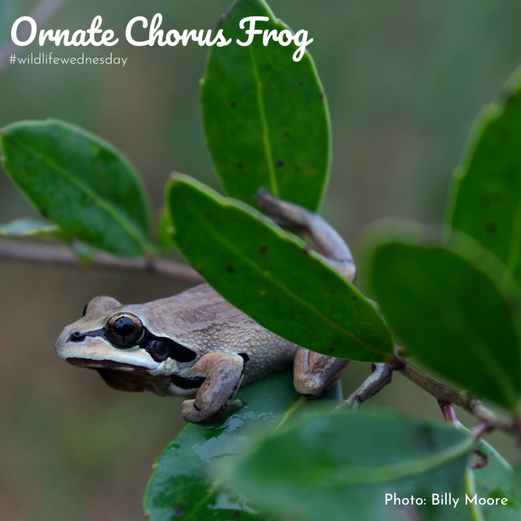 Ornate Chorus Frog