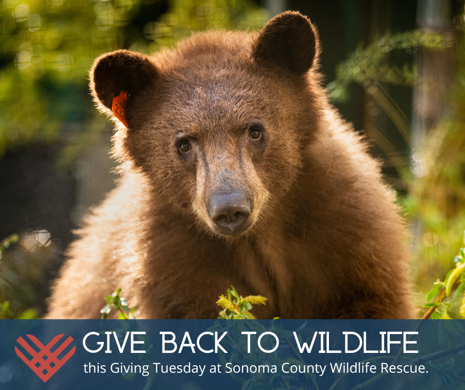 Give Back to Wildlife this #GivingTuesday!