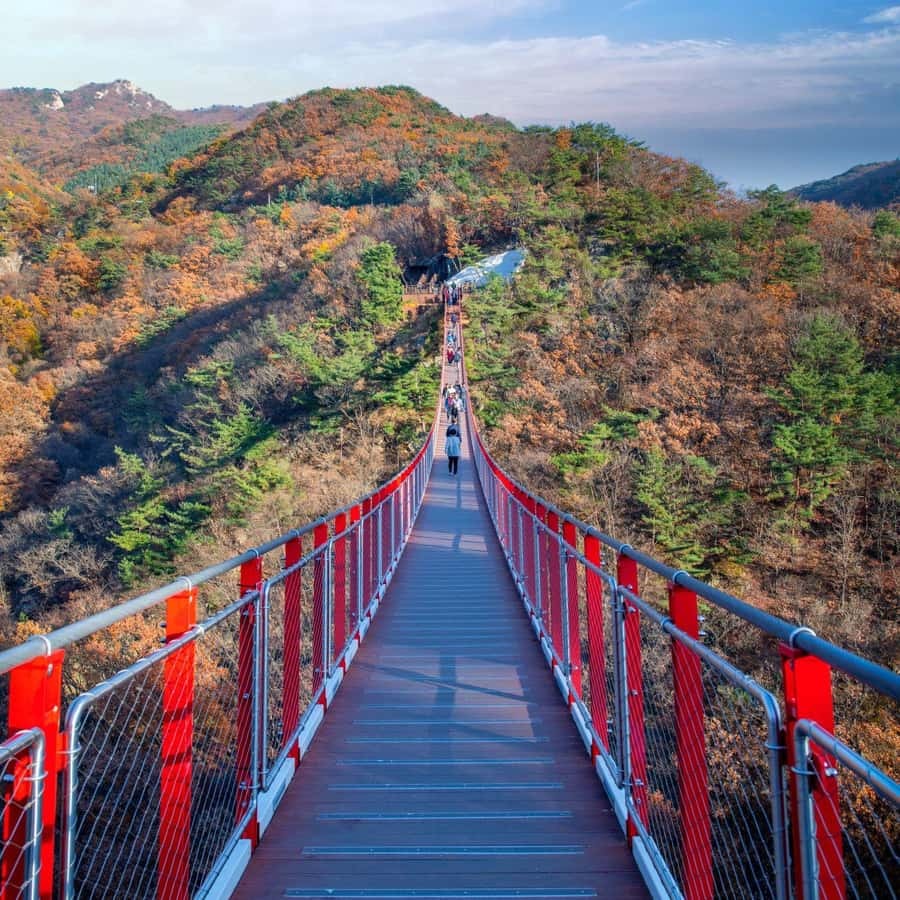 dmz tour