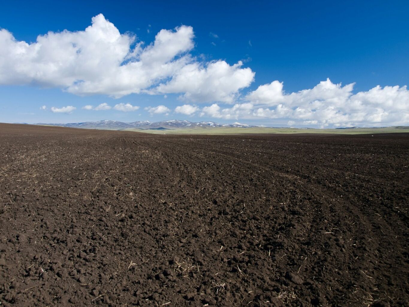 Cover crops & Soil Health