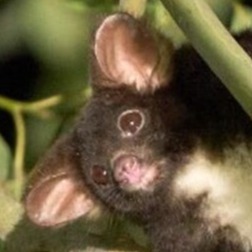 SAVE PLUM AND END NATIVE FOREST LOGGING