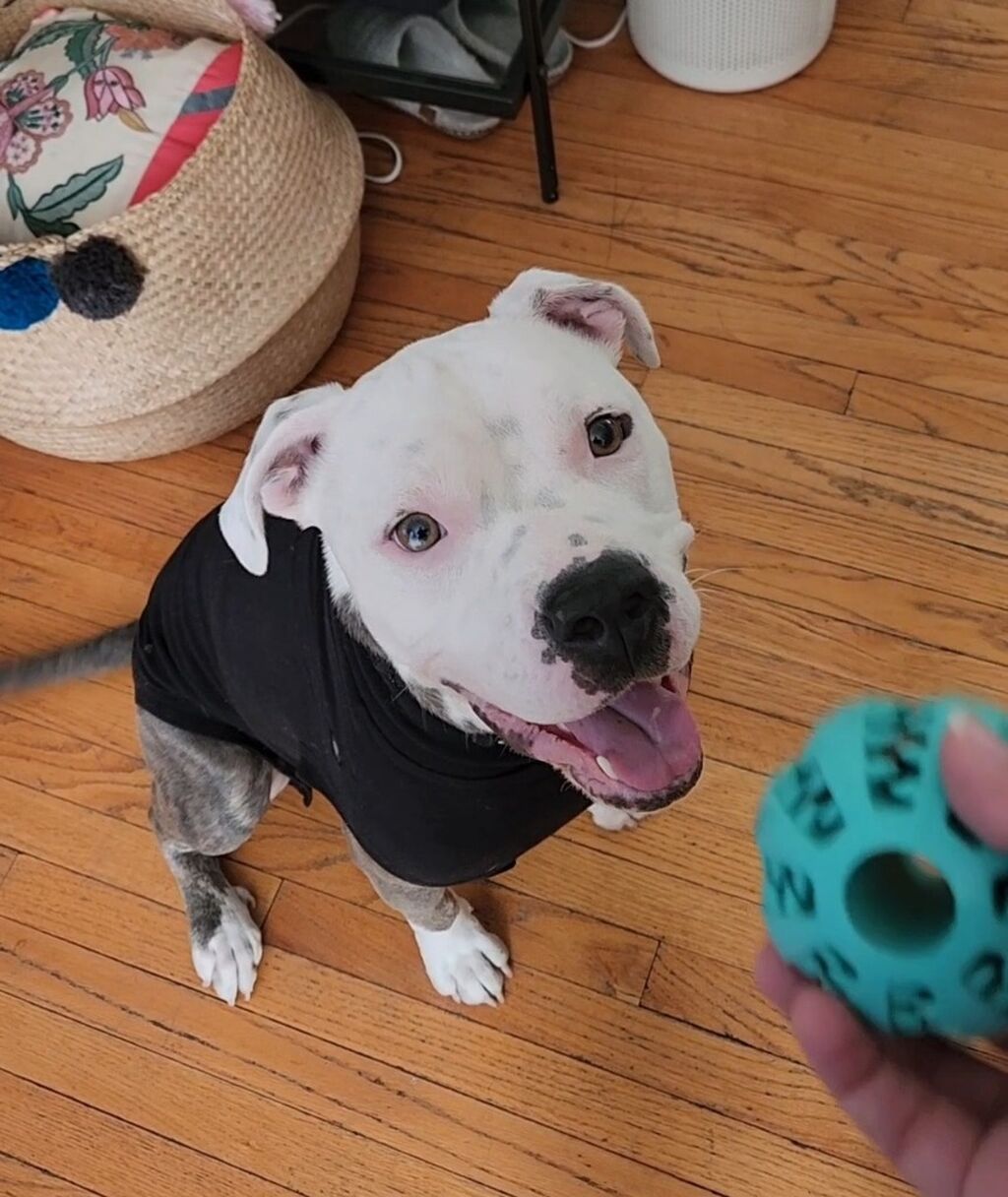 Adopt Minnie!